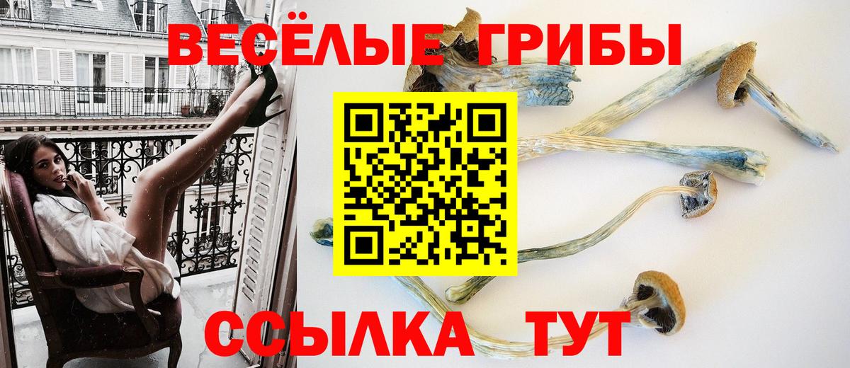 Новозыбков  как найти закладки  Вход с VPN  Галлюциногенные грибы мицелий 